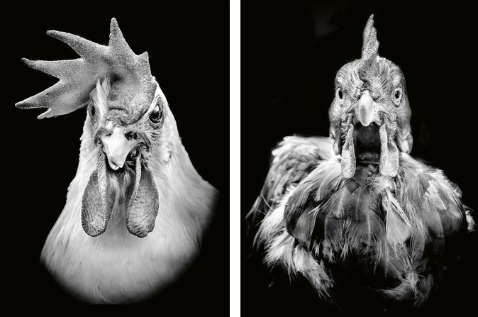 poules web